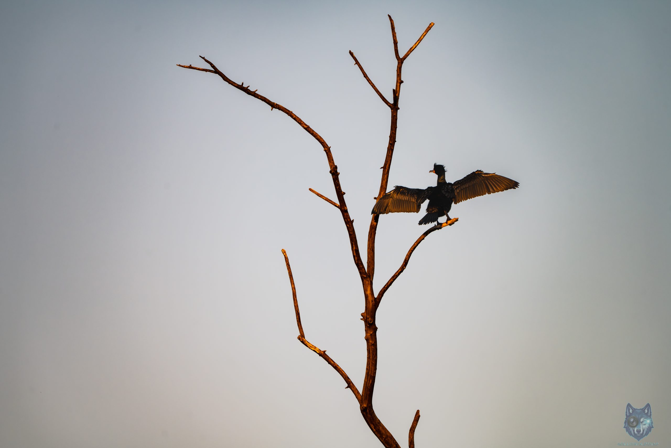 Double-crested Cormorants perched on submerged fallen tree in the Fox River during flood stage near McHenry Dam, Illinois, Blue Wolf Snap
