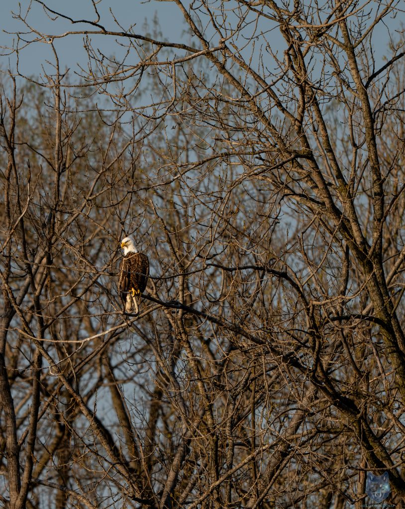 Bald eagle perched in bare winter branches surveying Fox River floodwaters, McHenry County Illinois, Blue Wolf Snap