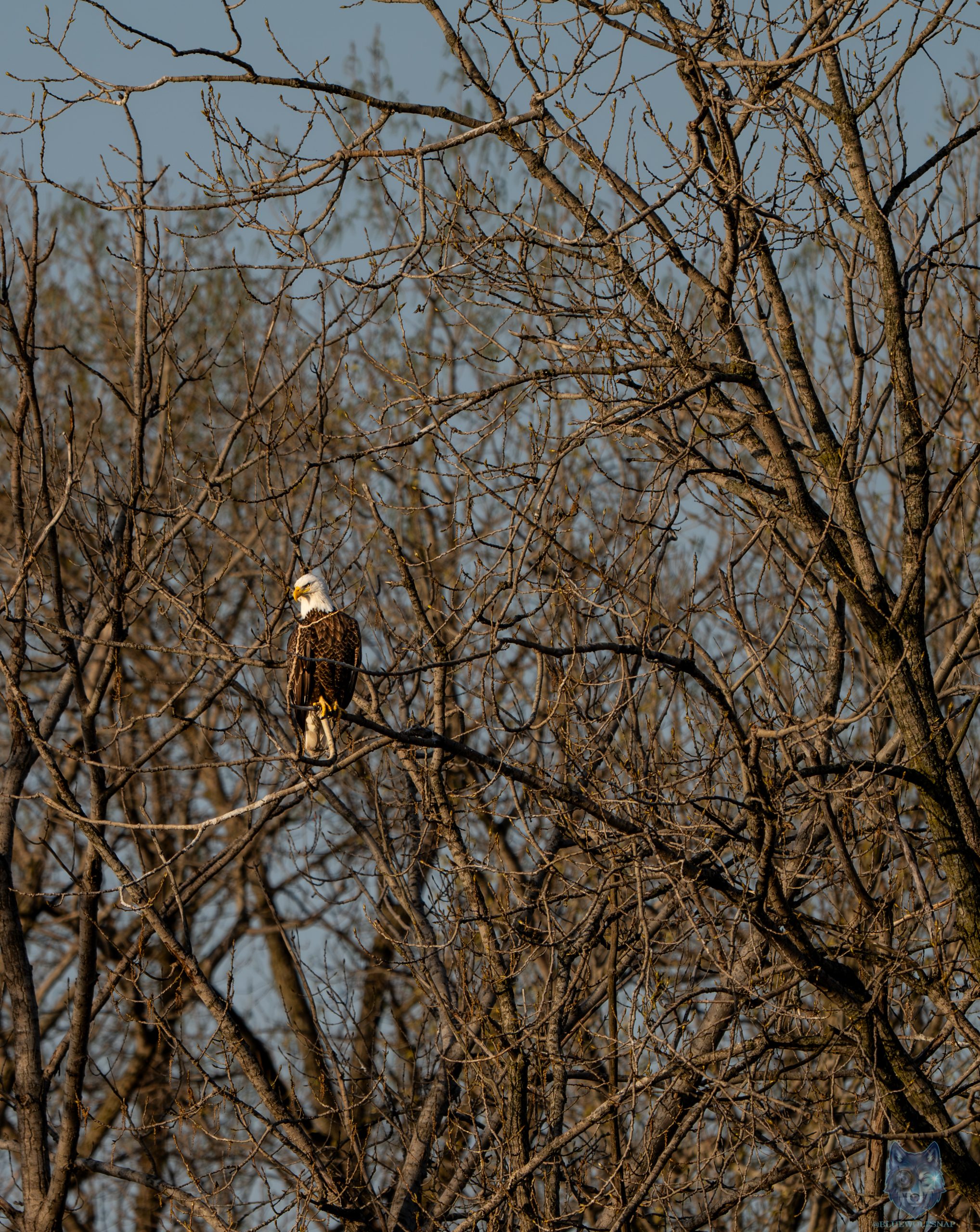 Bald eagle perched in bare winter branches surveying Fox River floodwaters, McHenry County Illinois, Blue Wolf Snap
