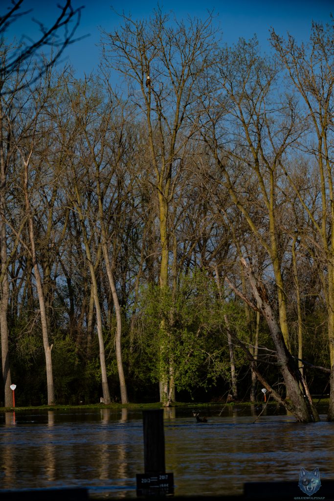 Bald eagle perched high above Fox River floodwater with historic flood marker visible below, Moraine Hills area McHenry County Illinois, Blue Wolf Snap
