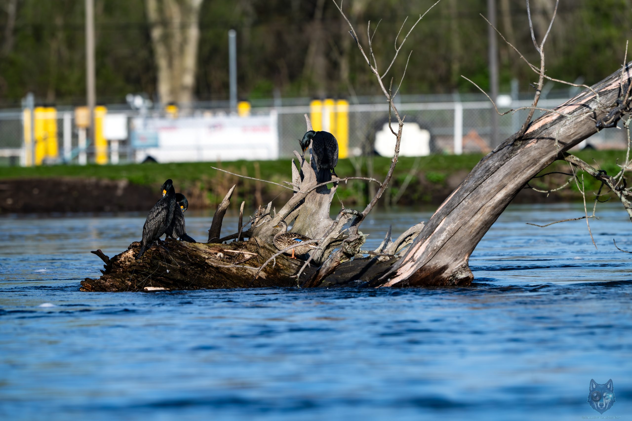 Double-crested Cormorants perched on submerged fallen tree in the Fox River during flood stage near McHenry Dam, Illinois, Blue Wolf Snap