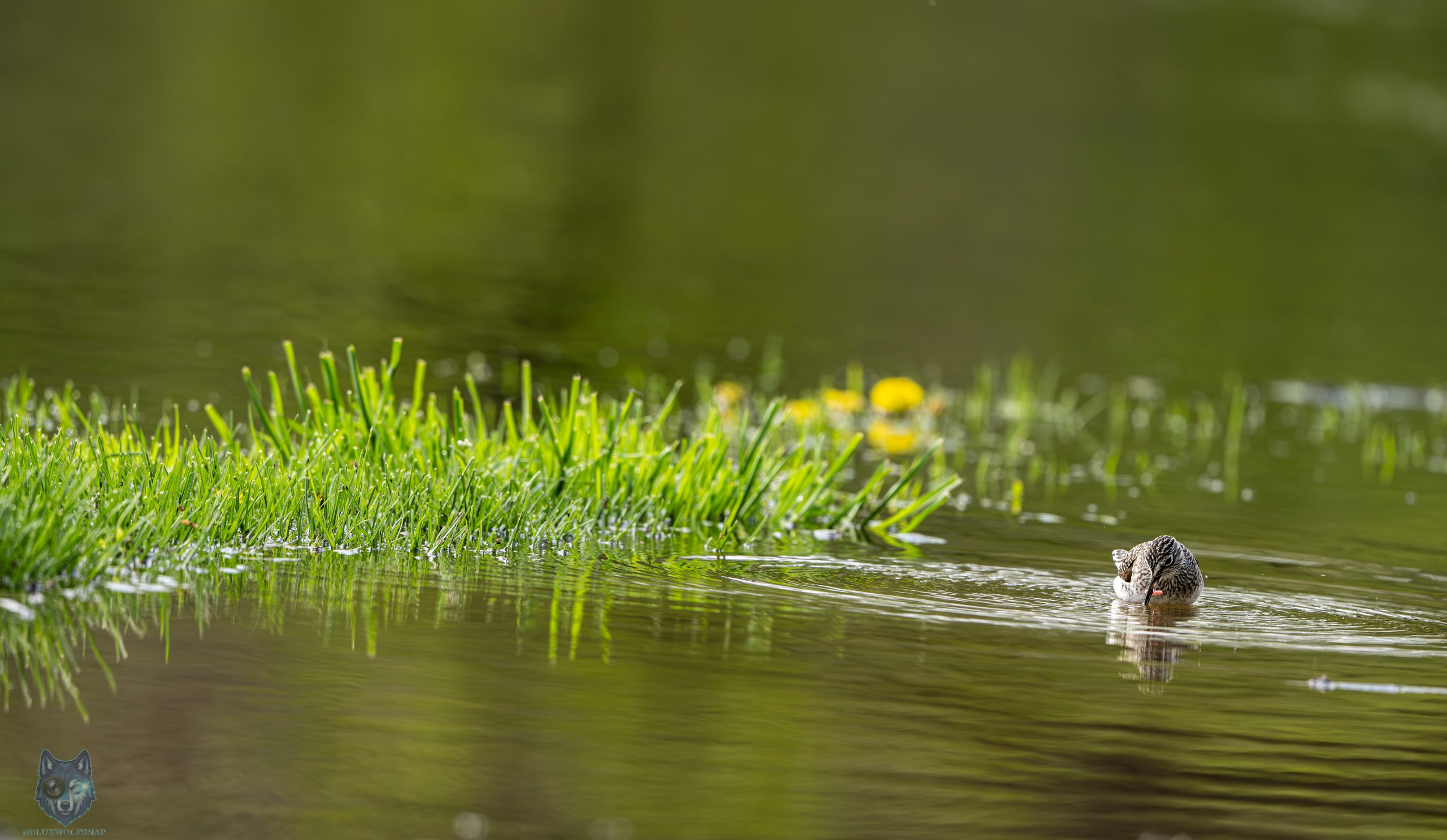 Solitary Sandpiper wading at the edge of flooded grassland during Fox River flooding, Blue Wolf Snap